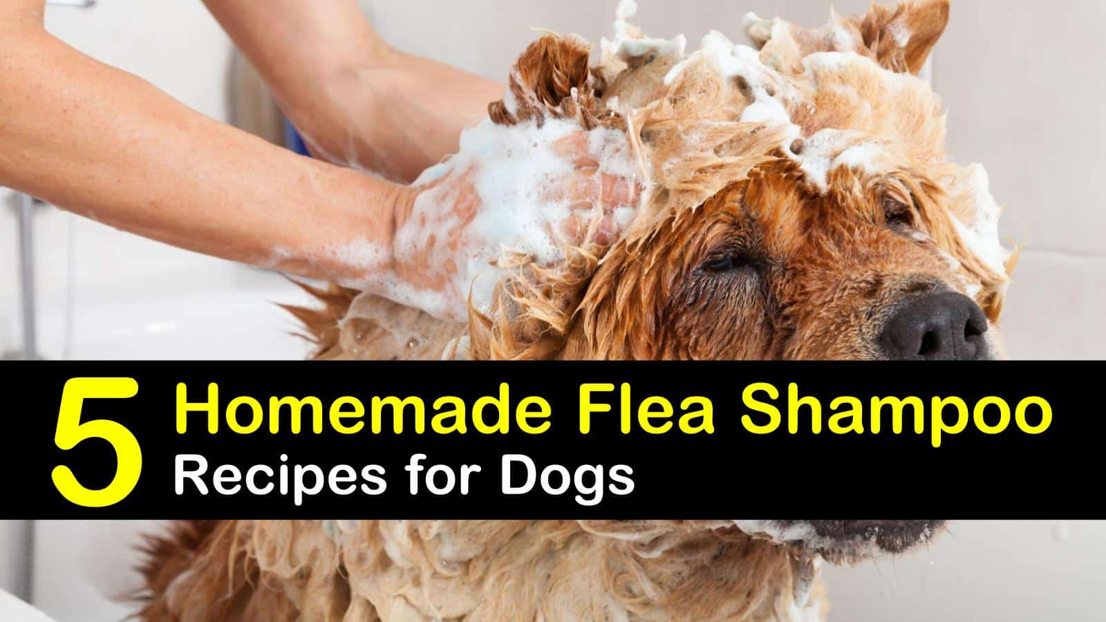 homemade flea bath