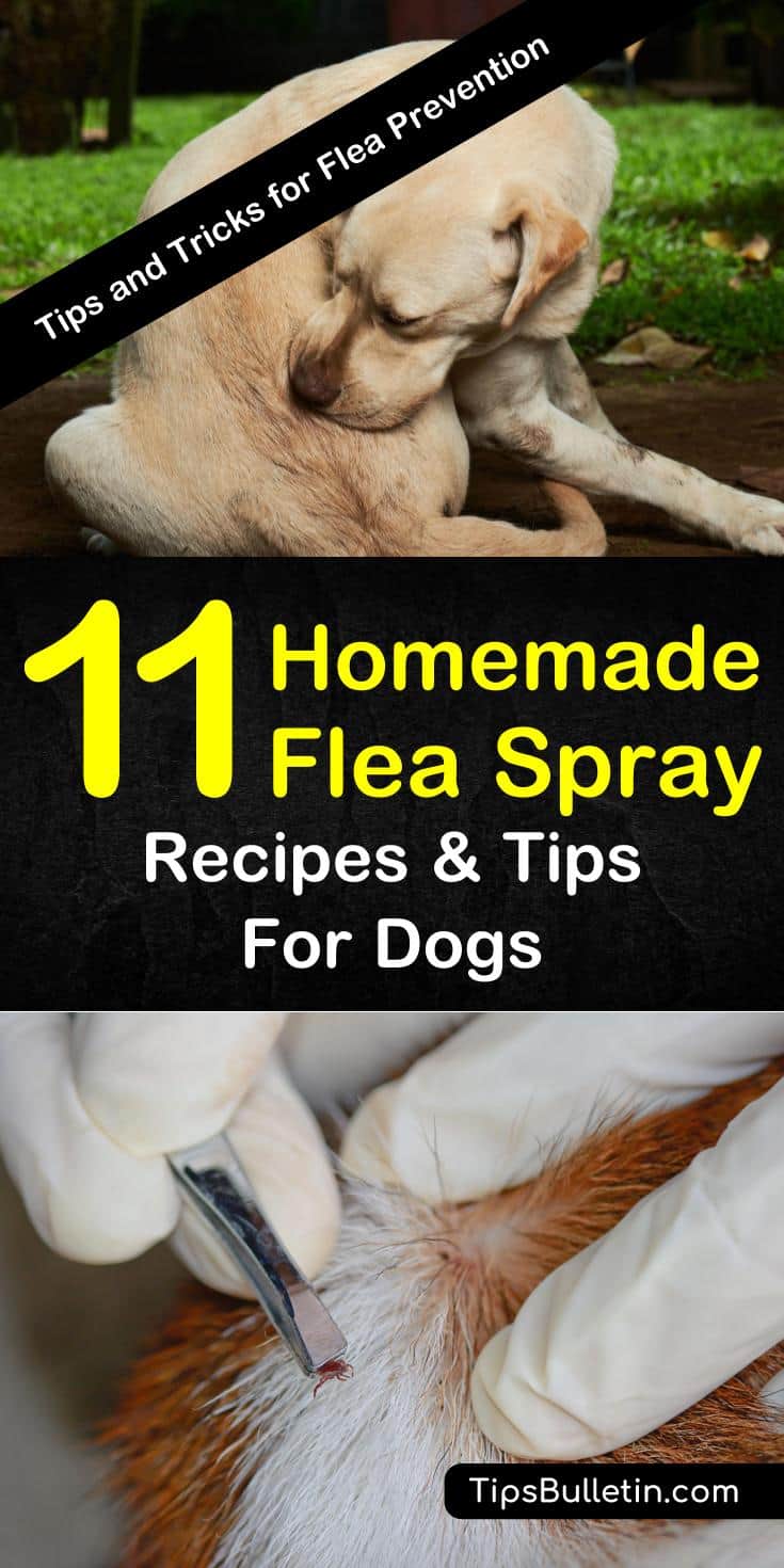 Learn about these different recipes for homemade flea spray for dogs to help make life for your furry friend a little less itchy and a lot more fun. #fleaspray #dogfleaspray #homemadefleaspray