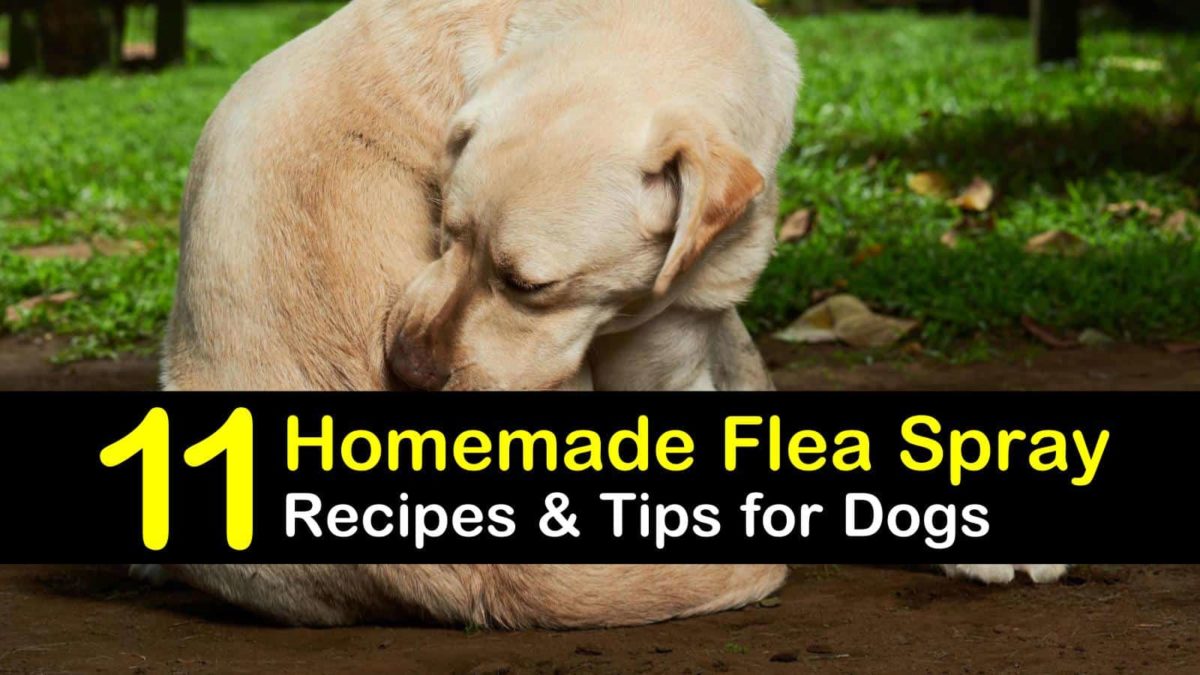 Homemade Flea Spray Recipes for Dogs Tips for Flea Prevention