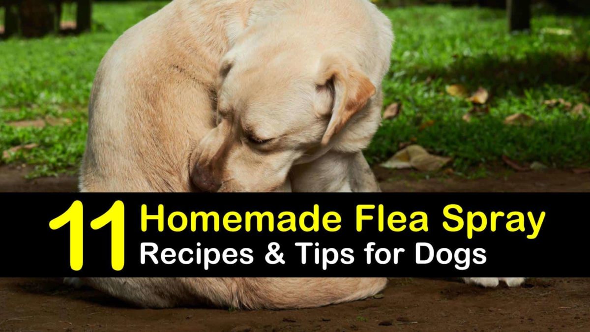 how to use dawn to kill fleas on dogs