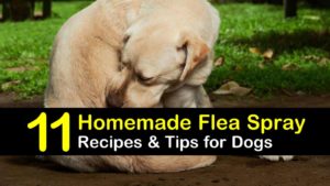 homemade flea spray for dogs titleimg1