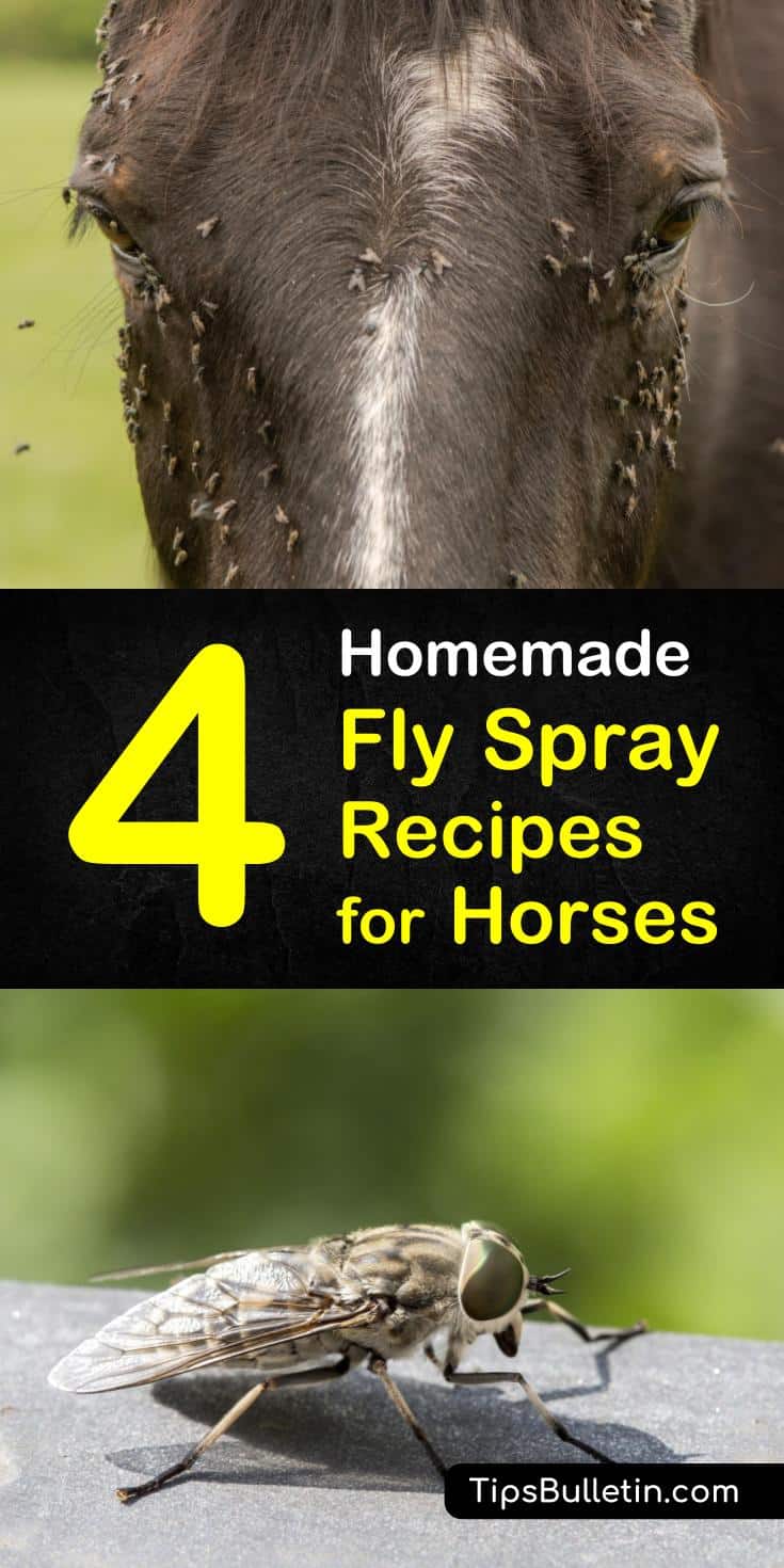 Discover a few easy homemade fly spray for horses recipes to keep you, your horses, your stables, and even your home free from these biting insects. Before you know it, you will have a fly-free zone! #horses #fly #repellent