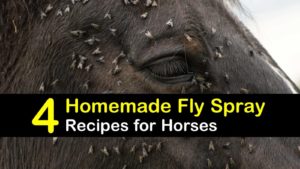 homemade fly spray for horses titleimg1