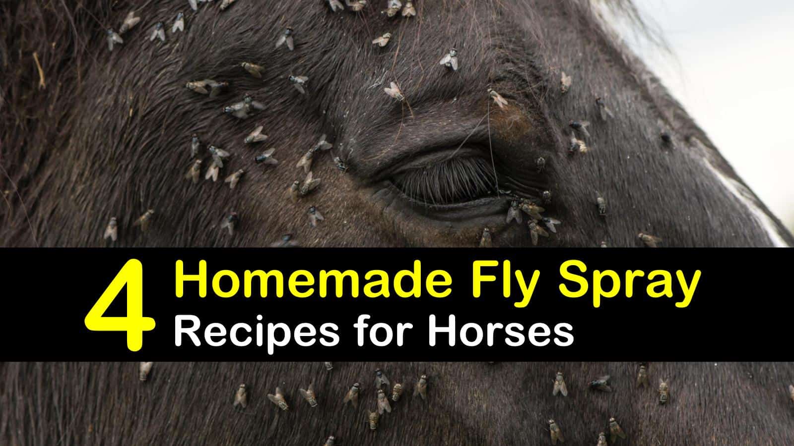 Fly Spray Recipes for Horses