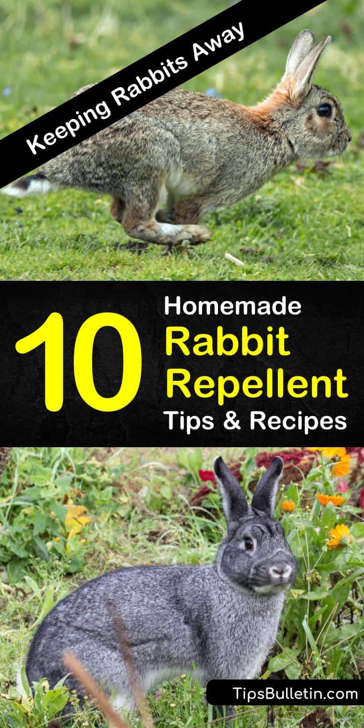 Rabbits can destroy all the plants in your garden if left unchecked. DIY homemade rabbit repellent for gardens are easy to make and use several natural ingredients you already have on hand. #rabbitcontrol #gardenpests #rabbitrepellent