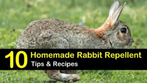 homemade rabbit repellent titleimg1