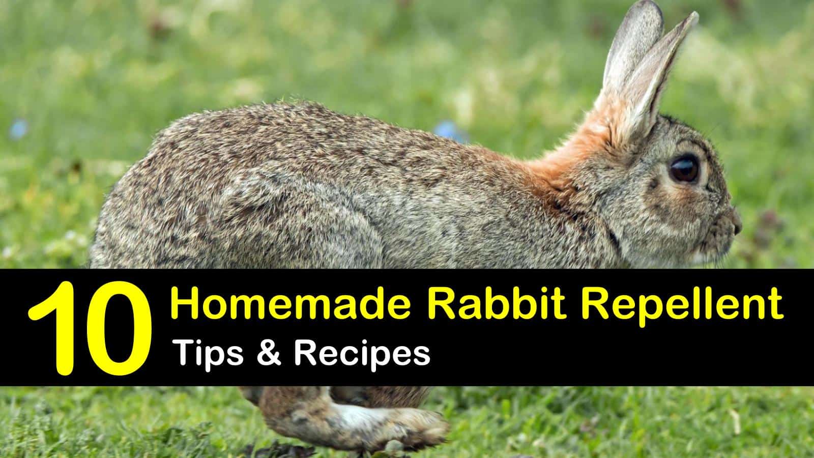 10 Easy-to-Follow Rabbit Repellent Solutions