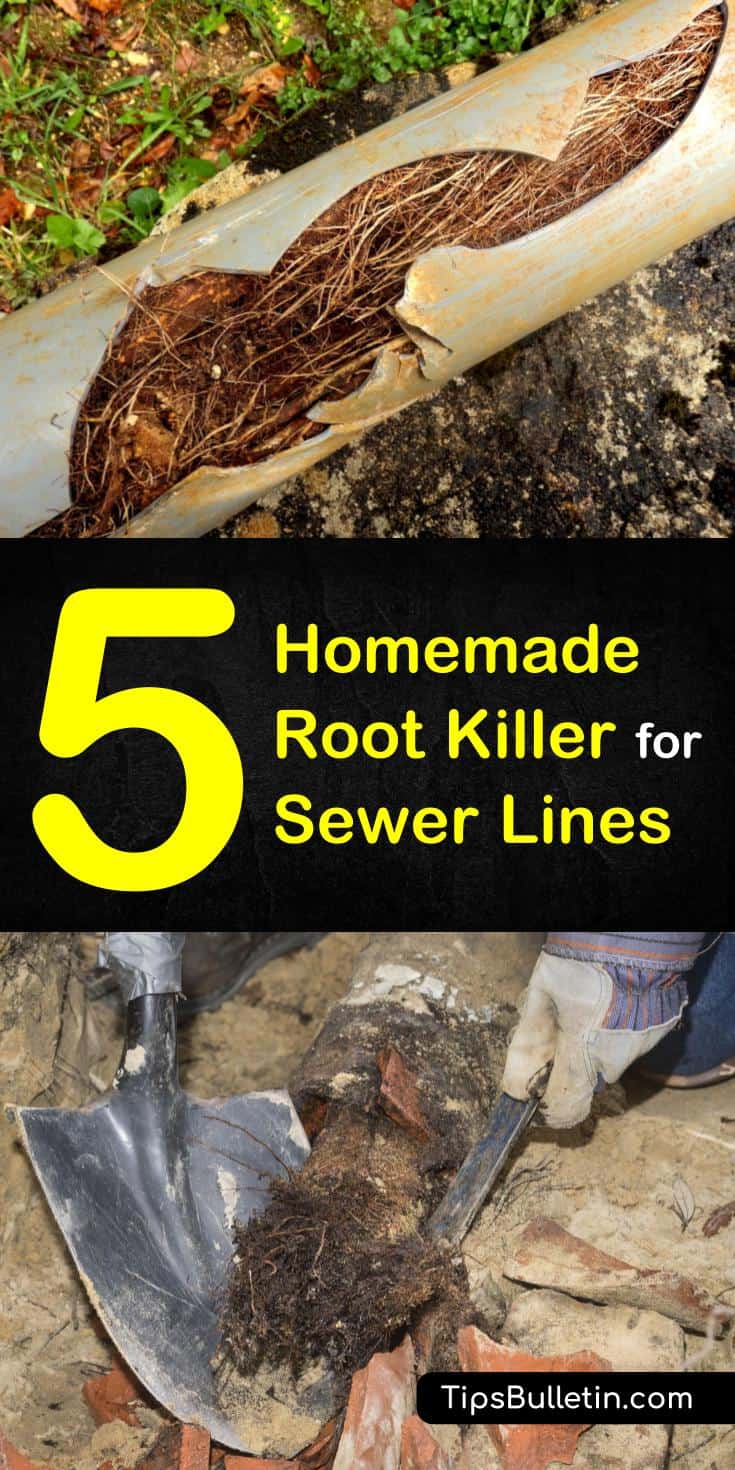 Discover five effective root killer recipes that you can easily use at home. These five homemade root killer for sewer lines recipes will kill tree roots fast and get your sewer lines unblocked. #treerootkiller #killtreeroots #treeroots