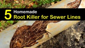 homemade root killer for sewer lines titleimg1
