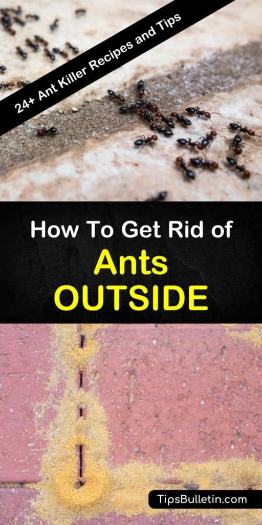 24+ Smart & Easy Ways to Get Rid of Ants Outside