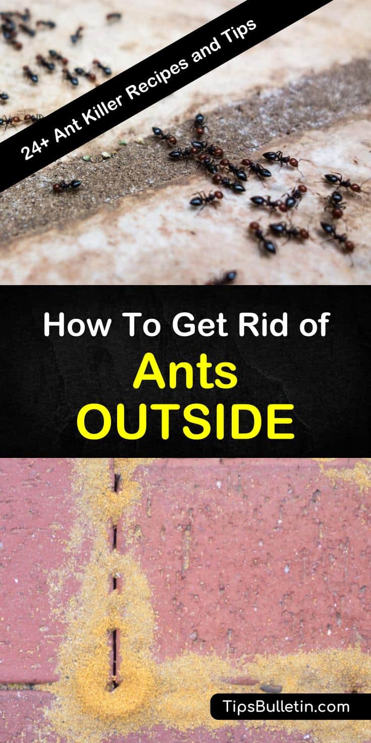 Ants might seem harmless, but these pests not only ruin picnics they can invade your home. Learn how to get rid of ants outside using DIY pest control recipes with boric acid, sugar, and essential oils. #ants #outside #getridofants #antproblem #pestcontrol