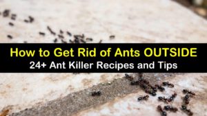 how to get rid of ants outside titleimg1