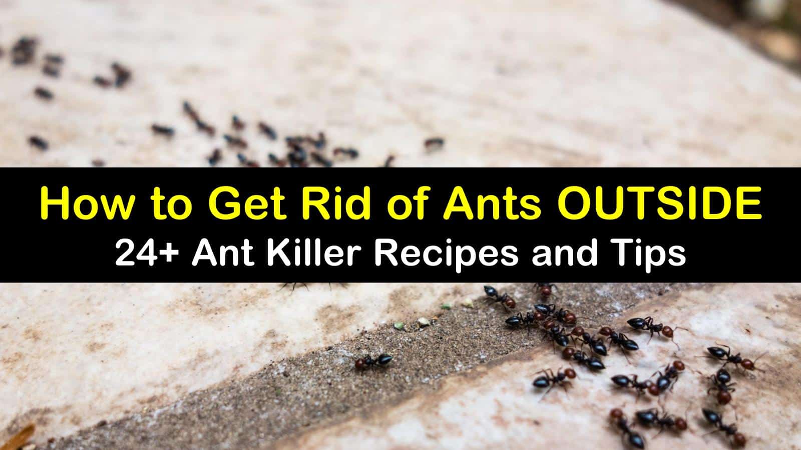 how to get rid of crazy ants home remedy