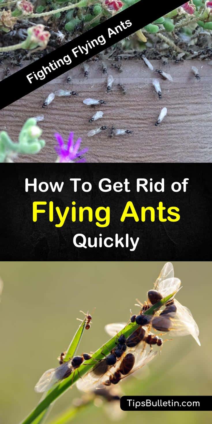 Discover easy tips for how to get rid of flying ants. With simple homemade remedies, you can eliminate flying ants from in and around your home. Learn how to make easy traps using ingredients like baking soda and water. #getridofflyingants #killflyingants #ants