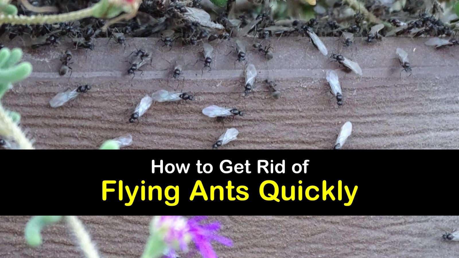 how to get rid of flying ants titleimg1