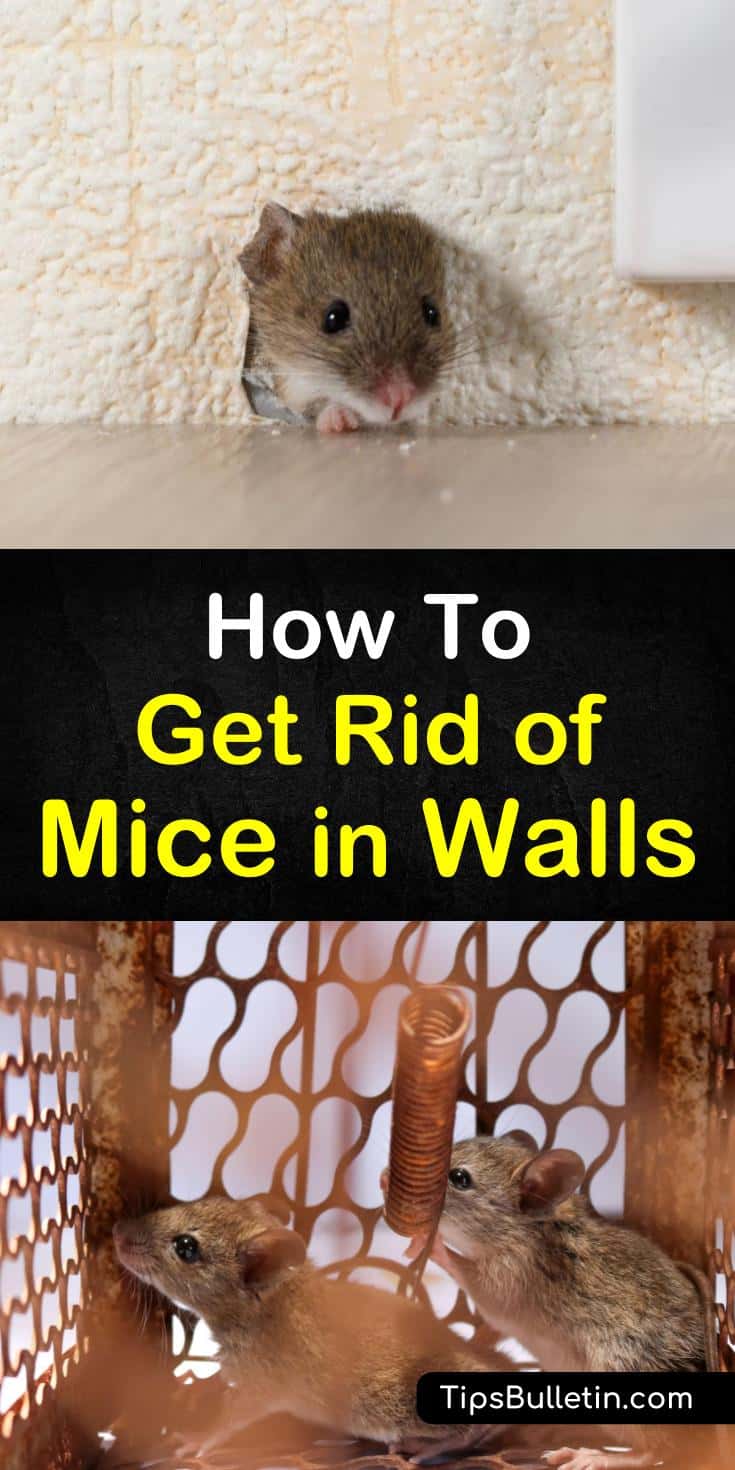 Chewed through plastic bags, scratching noises in the walls, and unexplained black shiny droppings all point to a mouse problem in your home. Learn how to use peppermint oil and other pest control methods to get rid of mice in walls. #mouseproblem #pestcontrol #micewall