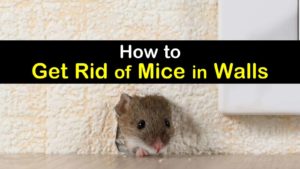 how to get rid of mice in walls titleimg1