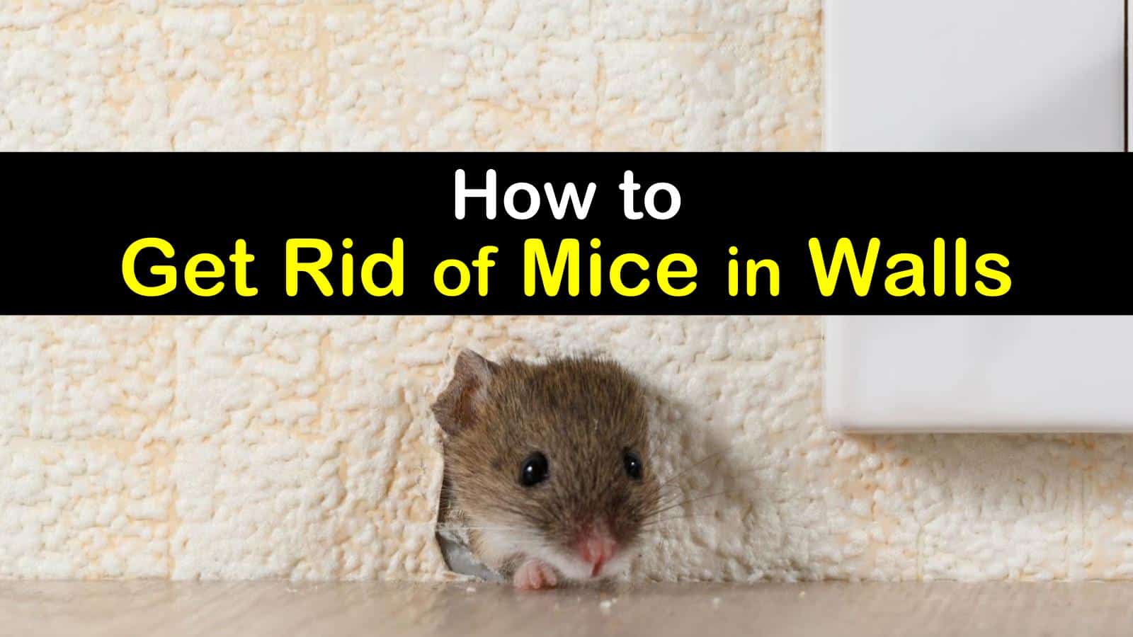 6 Clever Ways To Get Rid Of Mice In Walls