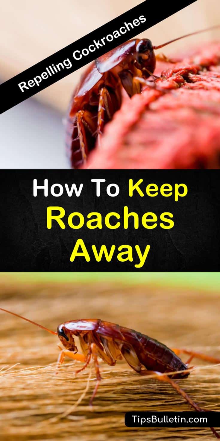 Tips and tricks on how to keep roaches away and get rid of roaches in your house. Learn the natural ways of pest control using baking soda, bay leaves, and peppermint oil. Eradicate nasty cockroaches from your home at a cheap cost. #roaches #keepaway #cockroaches