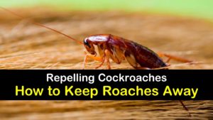 How To Keep Cockroaches Away At Night