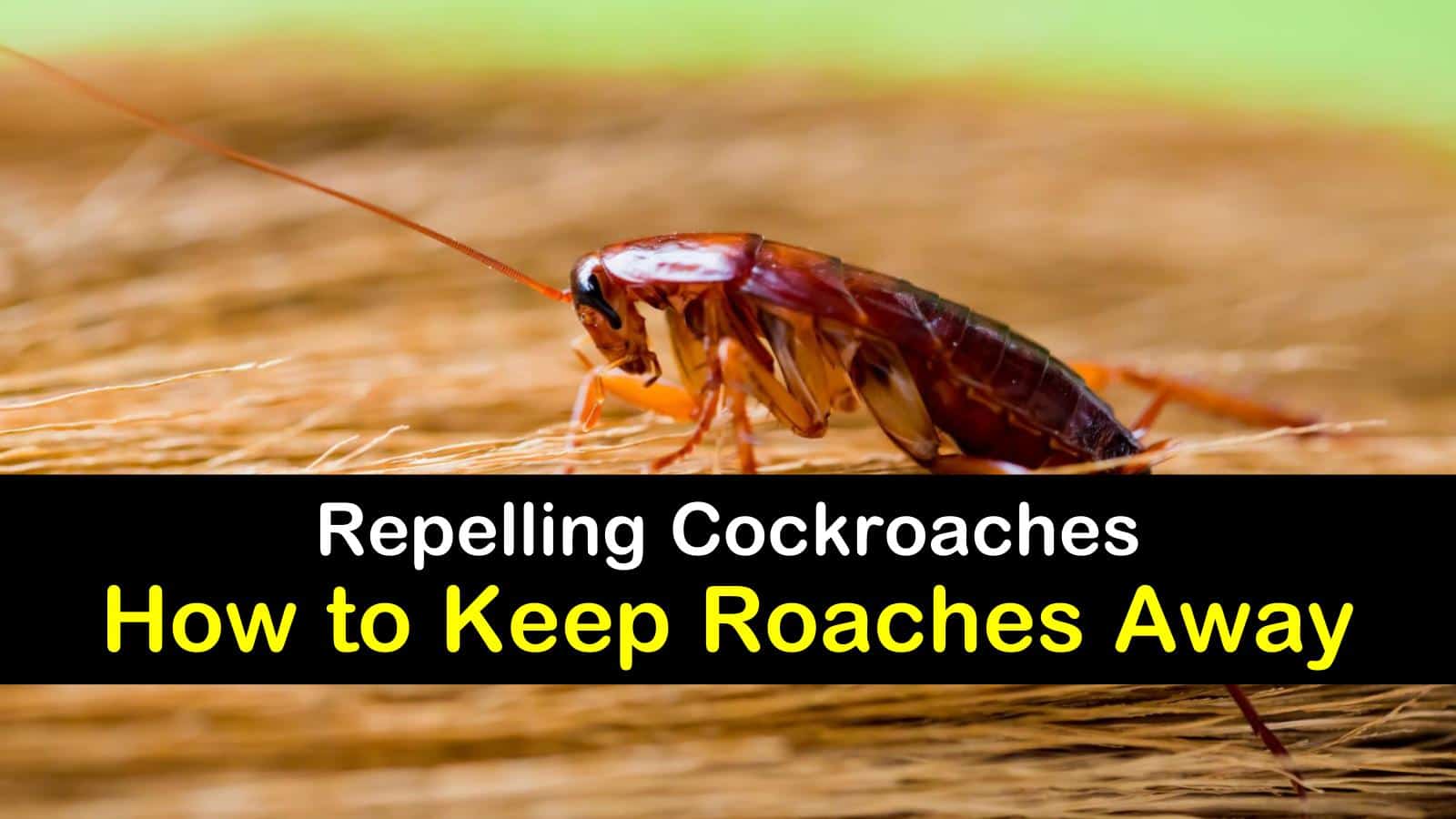 how to keep roaches away titleimg1