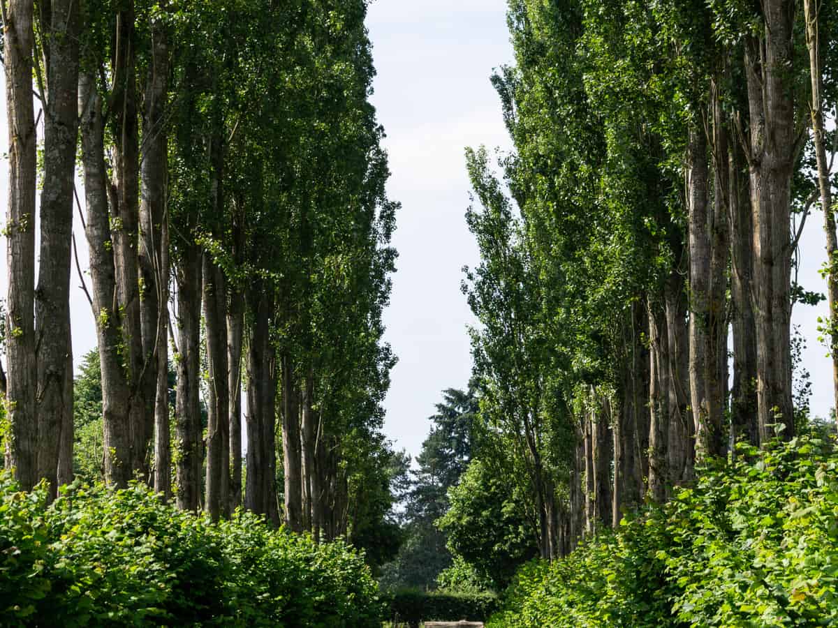 hybrid poplar trees provide lots of shade