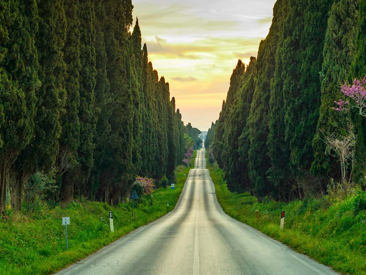 slender Italian cypress looks great in a row