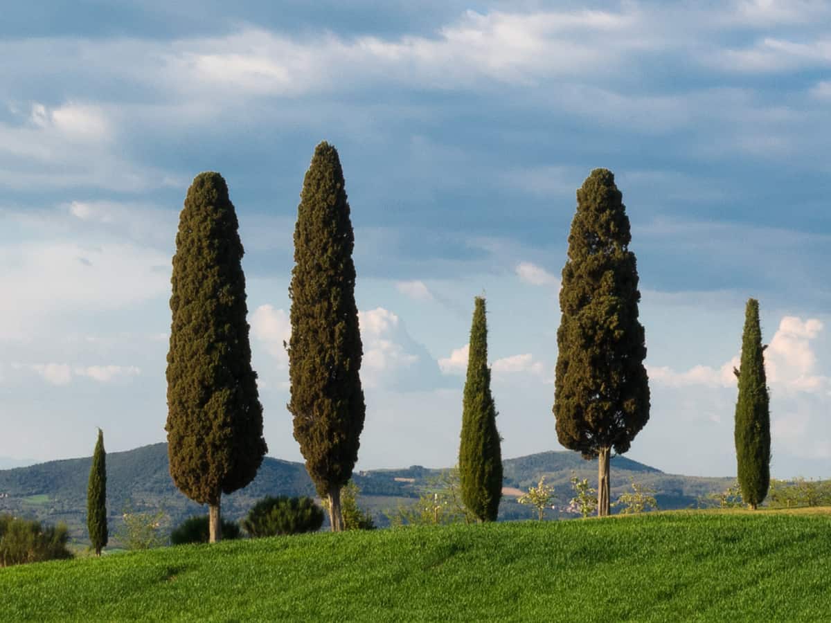 Italian cypress is a beautiful privacy plant