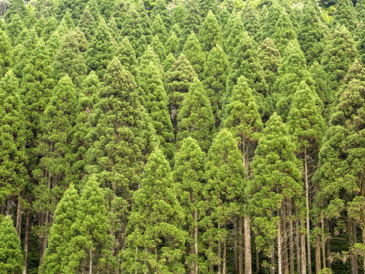 Japanese cedar is an evergreen that grows fast