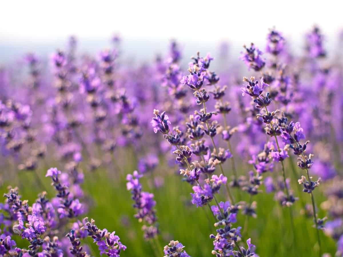 lavender works well to repel mosquitoes