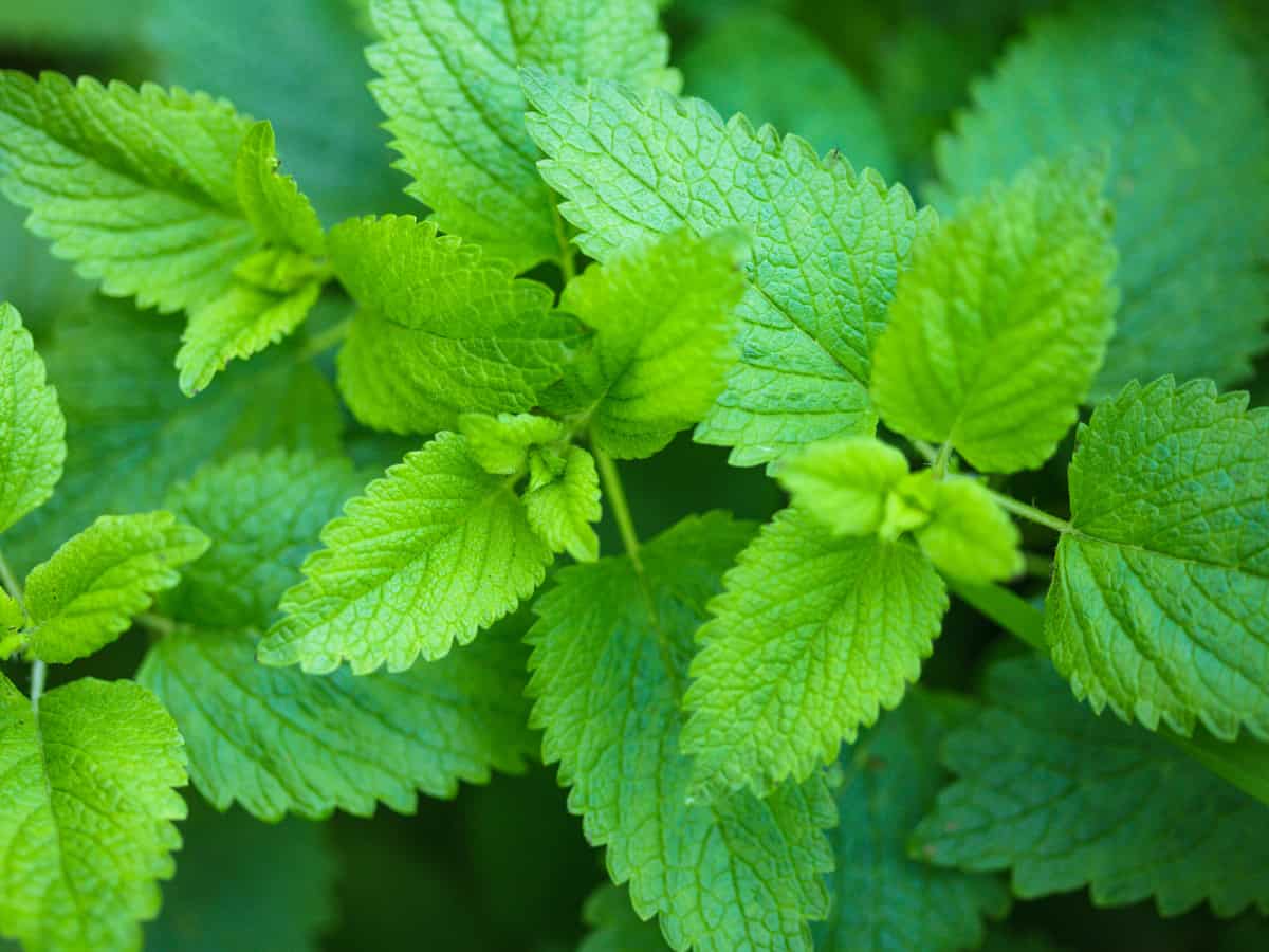 lemon balm smells heavenly but mosquitoes don't like it