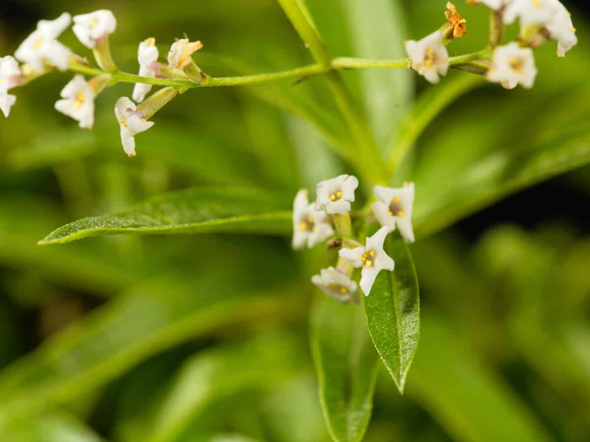 lemon verbena is another plant mosquitoes don't like