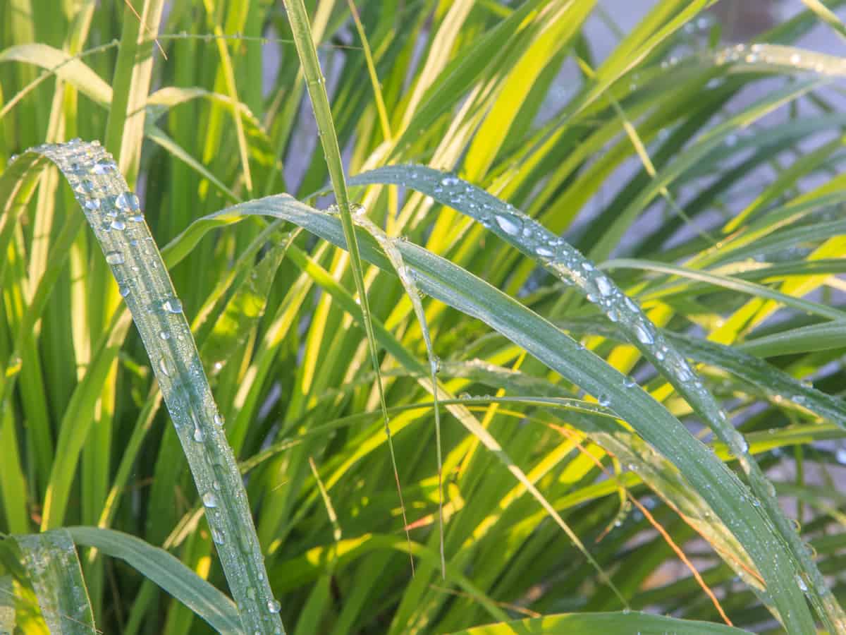 lemongrass deters mosquitoes and other bugs