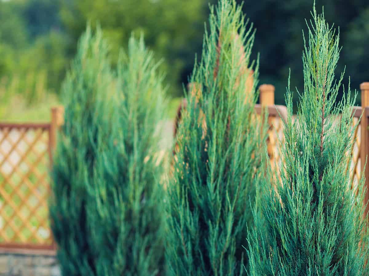 leyland cypress is an attractive privacy hedge