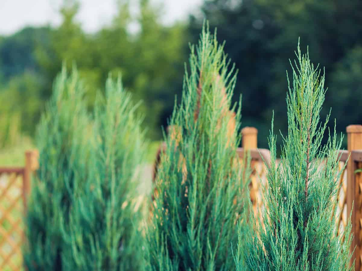 leyland cypress is a fast-grower