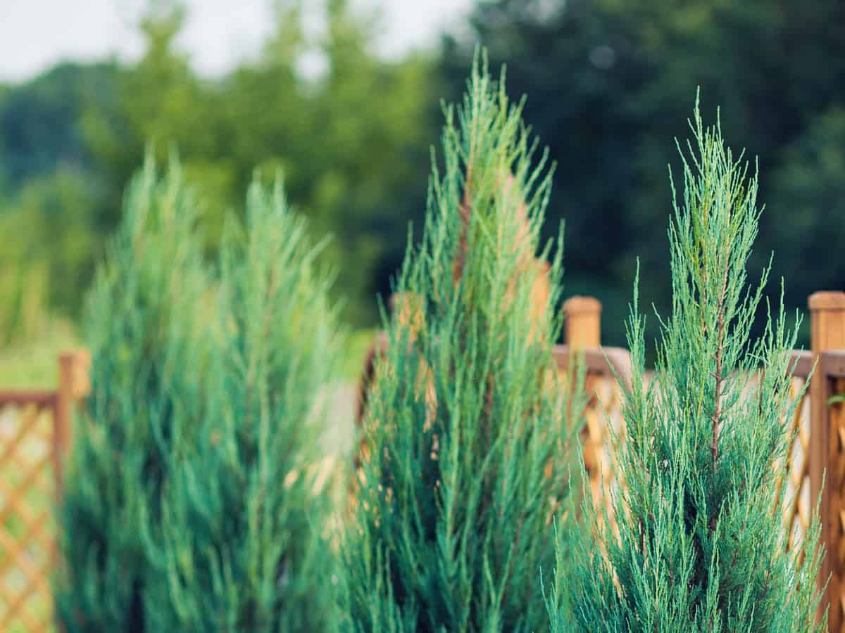 leyland cypress is a fast-grower