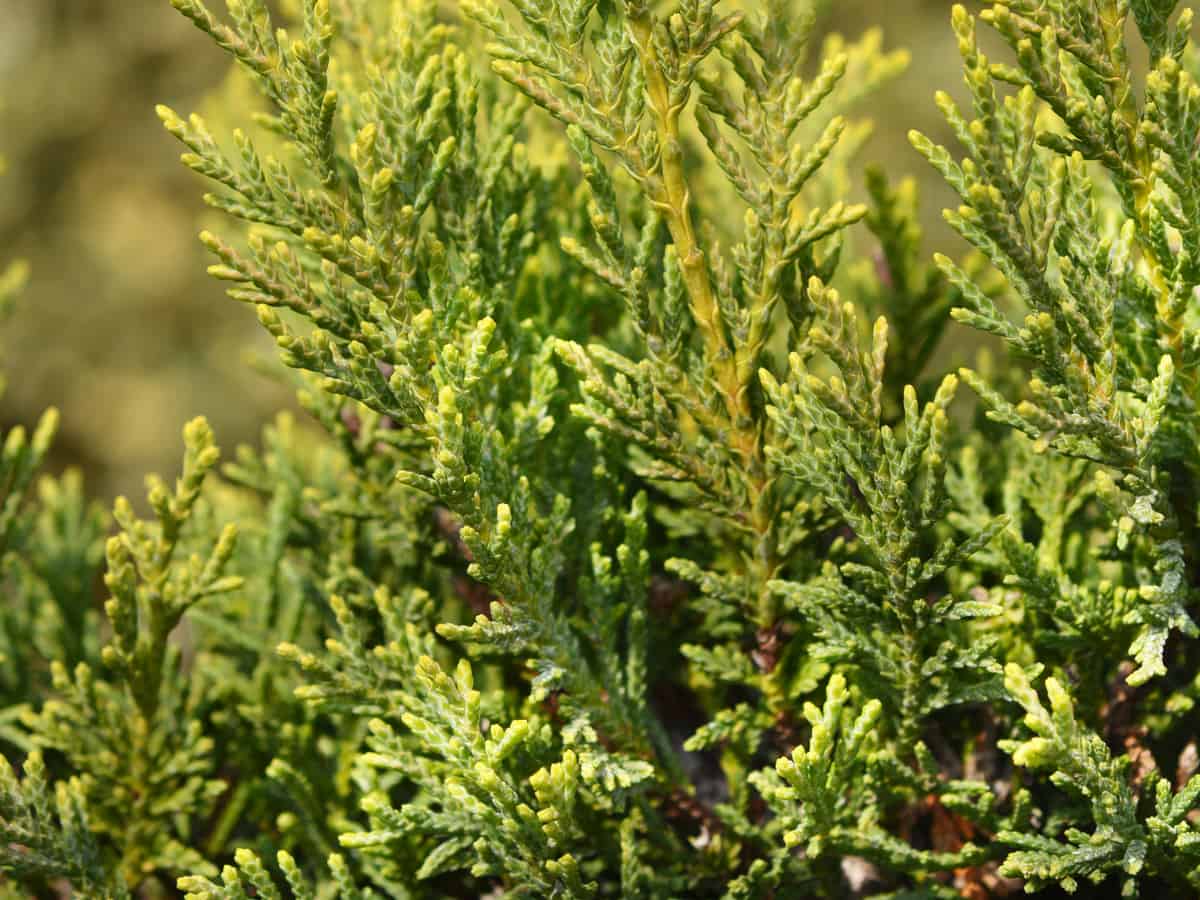 leyland cypress grows tall for great privacy