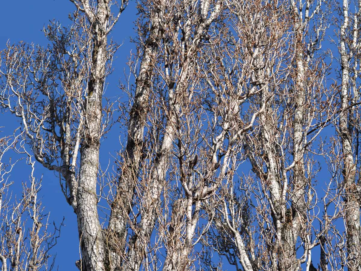 Lombardy poplar grows extremely fast