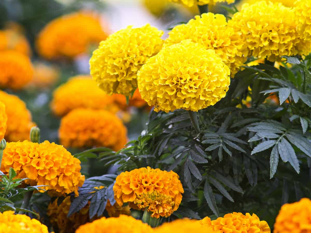 marigolds repel mosquitoes and a variety of other insects in the garden