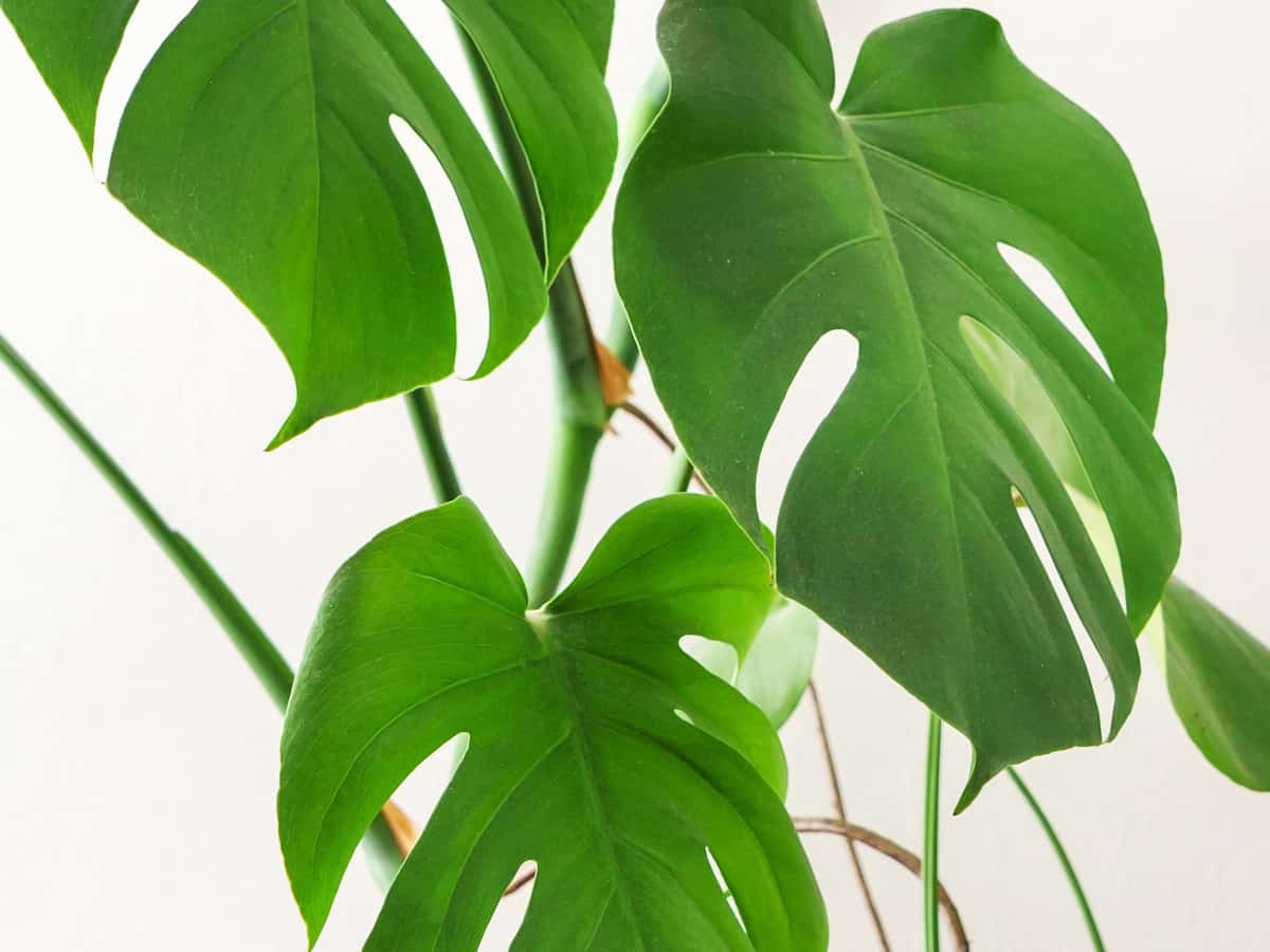 monstera is also known as the Swiss cheese houseplant