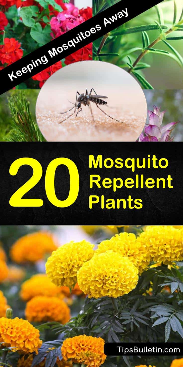 Learn how to fill your landscaping with mosquito repellent plants to keep your yards and decks comfortable all year round while still looking beautiful. #mosquitorepellent #plants #mosquito