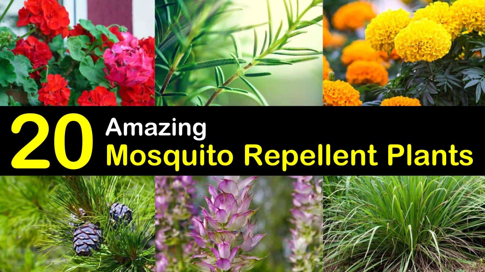 mosquito repellent plants titleimg1