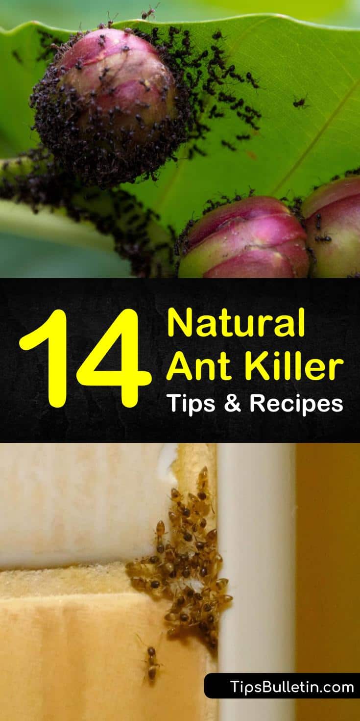 Learn the best natural ant killer methods for outside and indoors. These pest control tips are safe for pets and are perfect for home and for garden use. #ants #naturalantkiller #pestcontrol