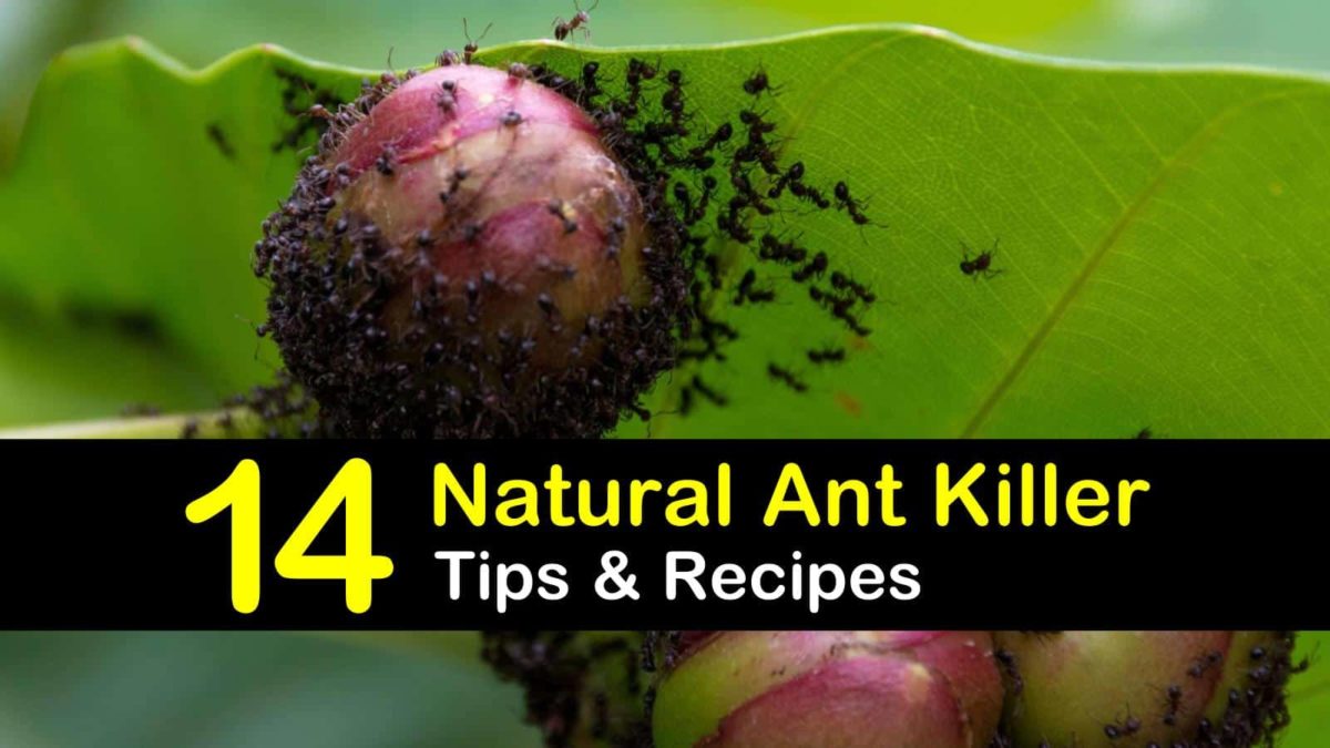 14 Do It Yourself Ant Killer Recipes