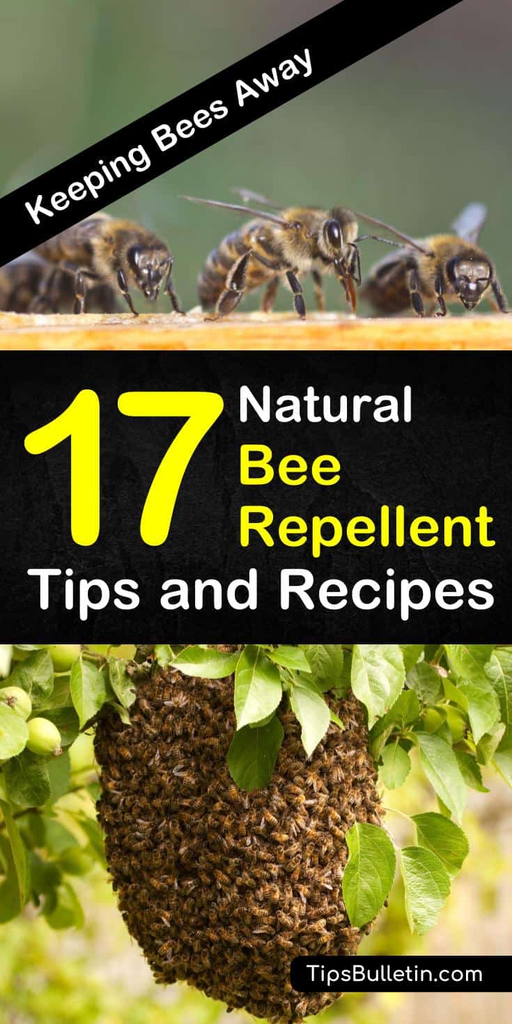 Learn how to get rid of bees from your house, yards, and outdoor entertainment areas with these natural bee repellent recipes. Whether you need relief while camping or you’re looking for a natural spray for your skin, these tips can help! #beerepellent #bees #pestcontrol
