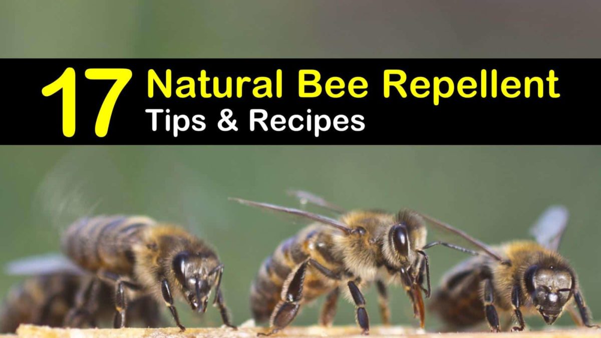 Keeping Bees Away 17 Natural Bee Repellent Tips and Recipes