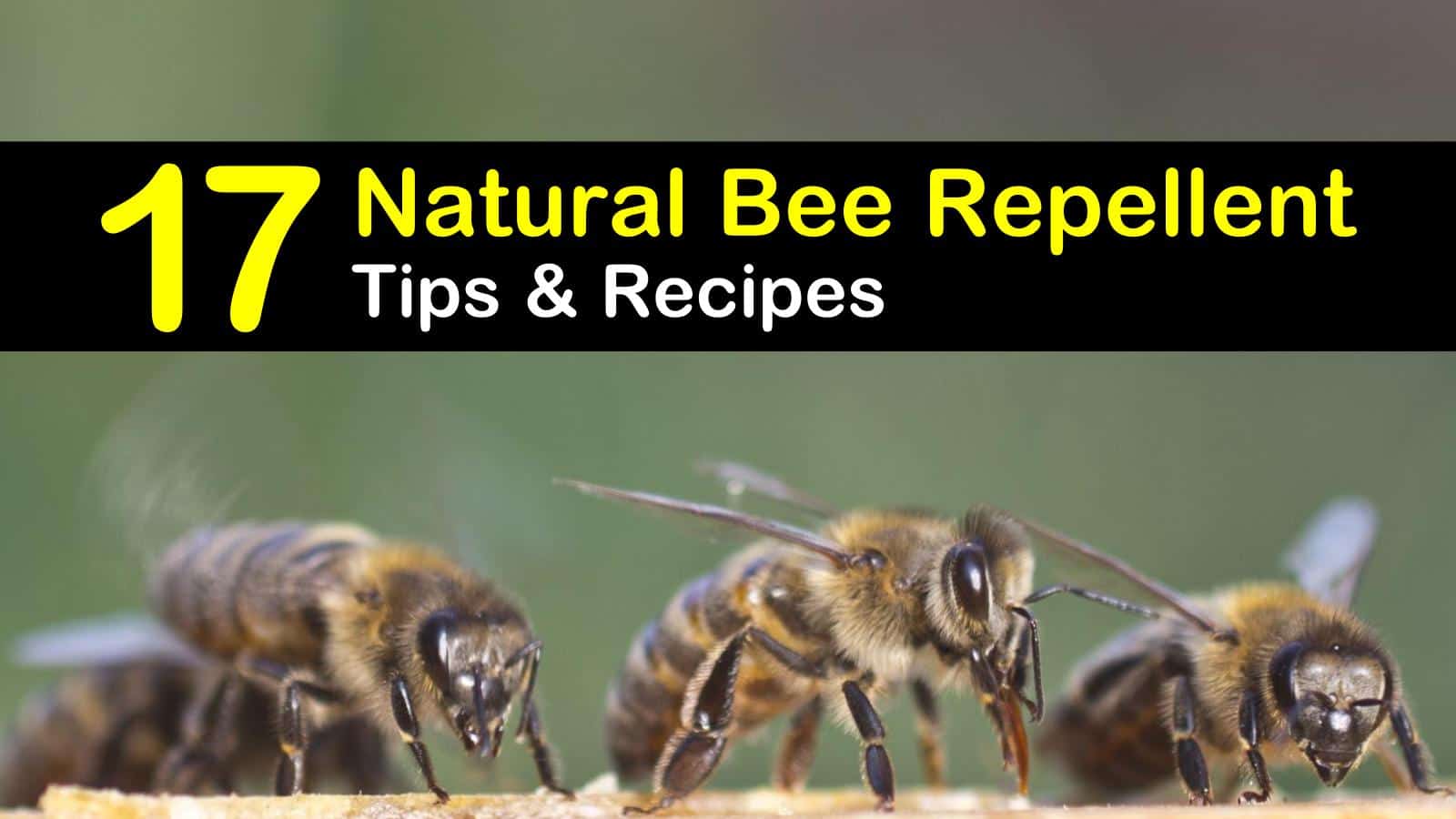 Keeping Bees Away 17 Natural Bee Repellent Tips And Recipes