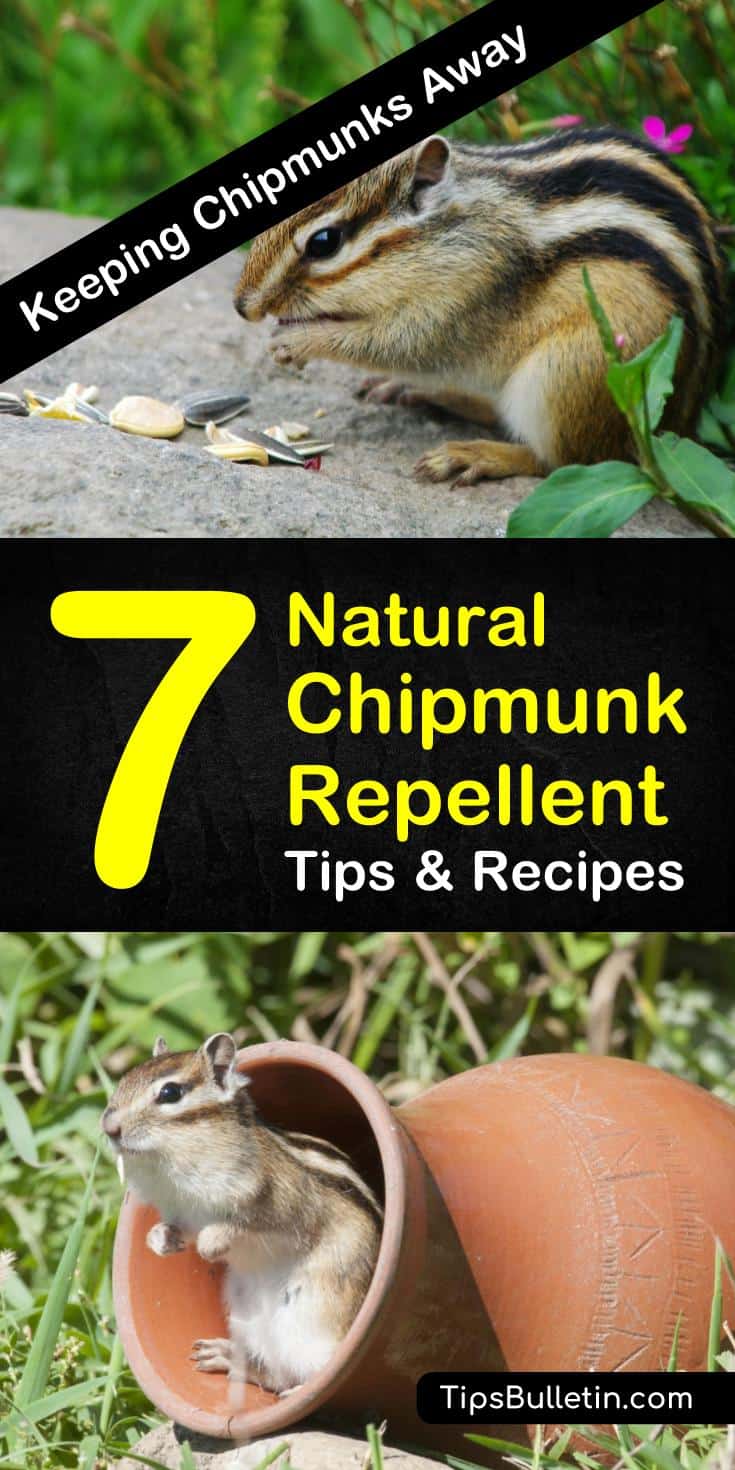 Find out how to get rid of chipmunks and other animals using natural rodent control methods. Your yards and gardens will be safe from burrowing critters with these homemade natural chipmunk repellent tips. #naturalchipmunkrepellent #rodentcontrol #chipmunks