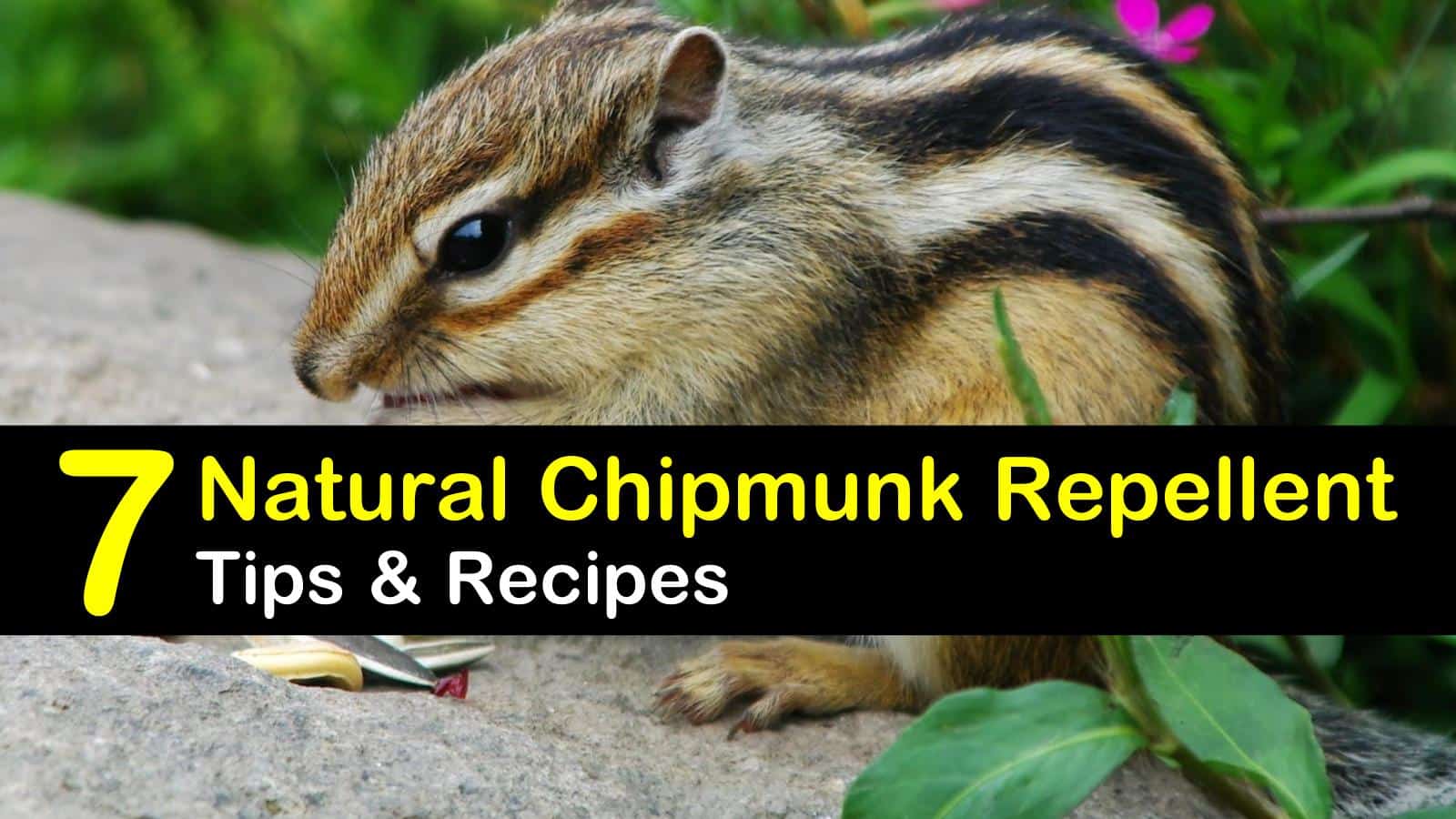 7 Smart & Safe Chipmunk Repellents