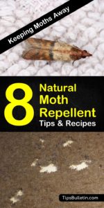 8 Easy Do-It-Yourself Moth Repellents